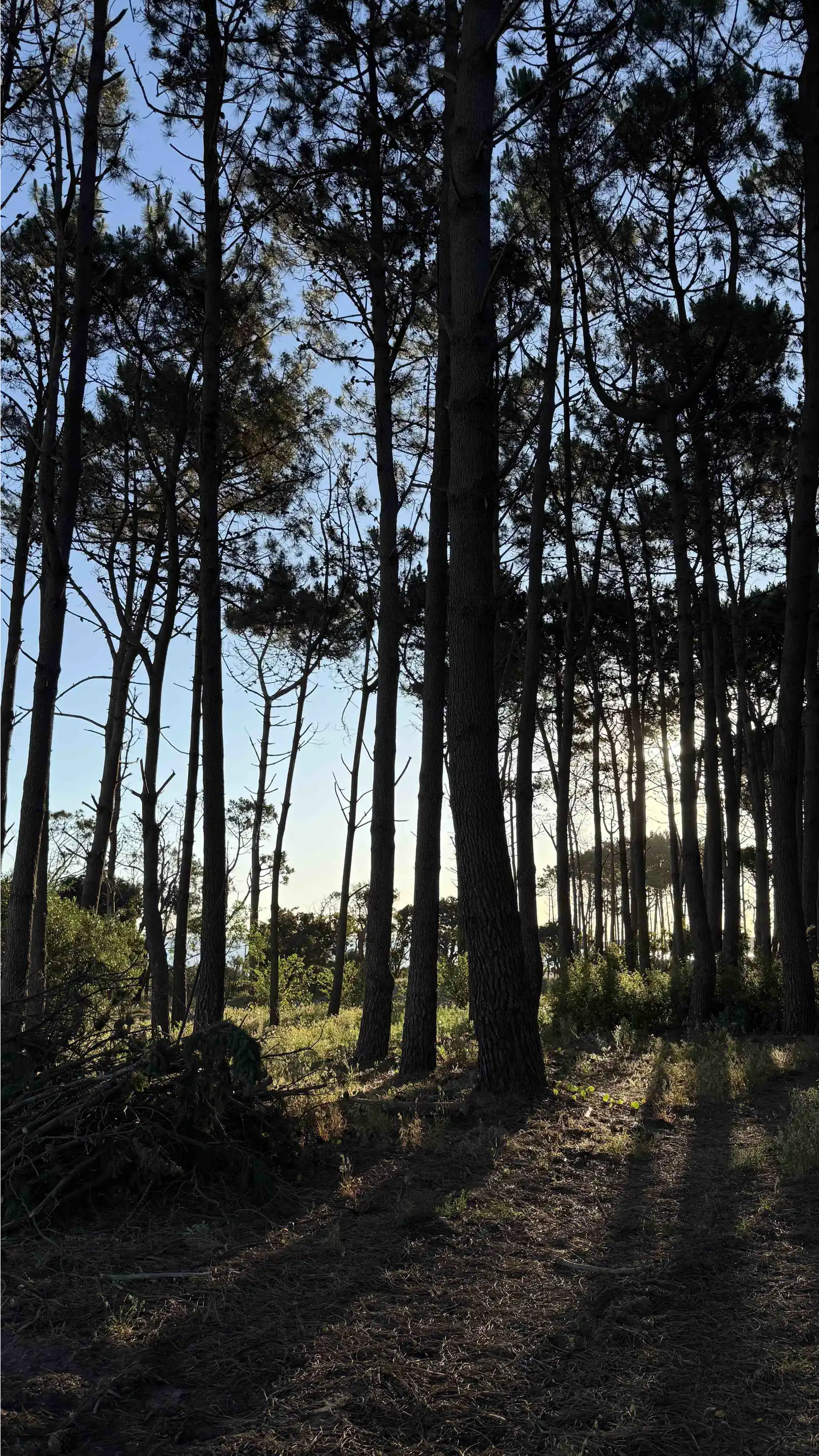 Bosque de pinos al atardecer en Astra