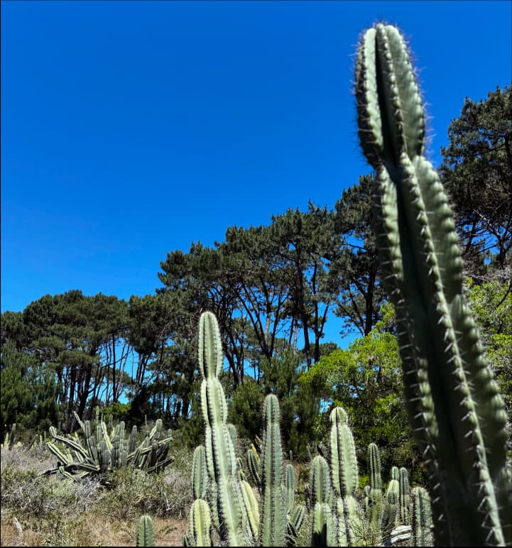 Matorral espinoso psamófilo